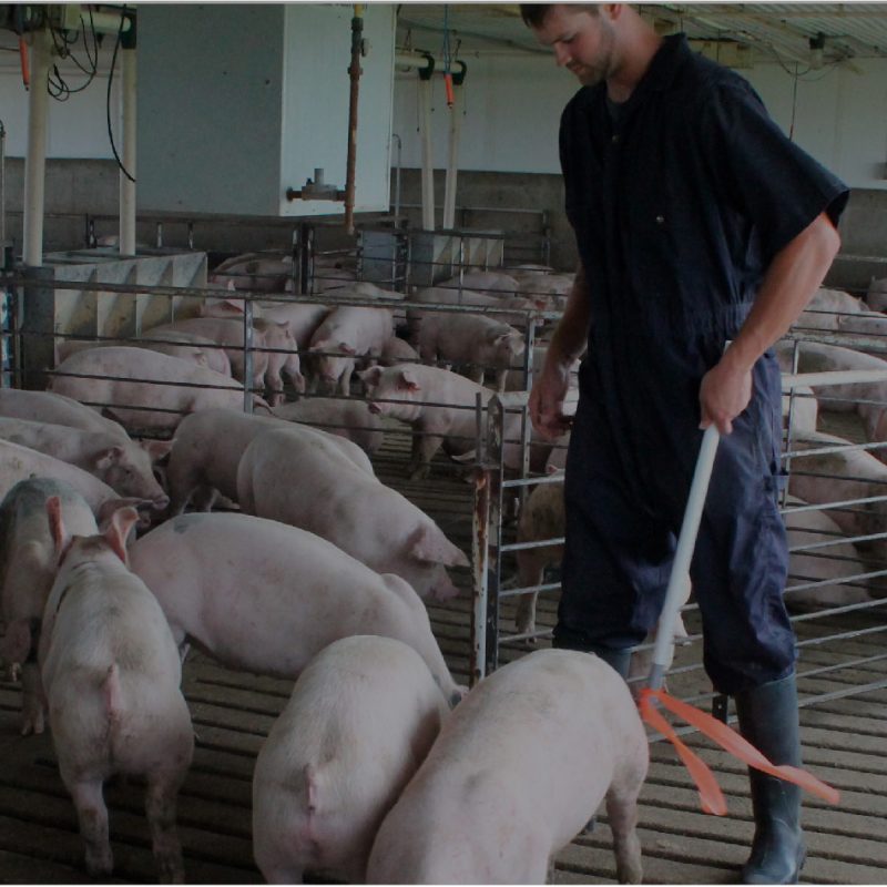 carne de cerdo americana